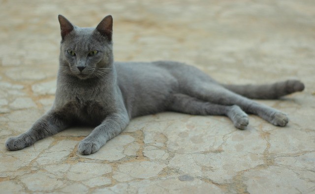 A solid gray cat reclining on light-colored paving stones.