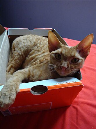 An orange curly-coated cat lounging in an open cardboard box.
