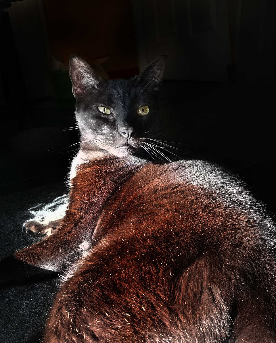 A black cat looking back over its shoulder in a patch of sunlight.