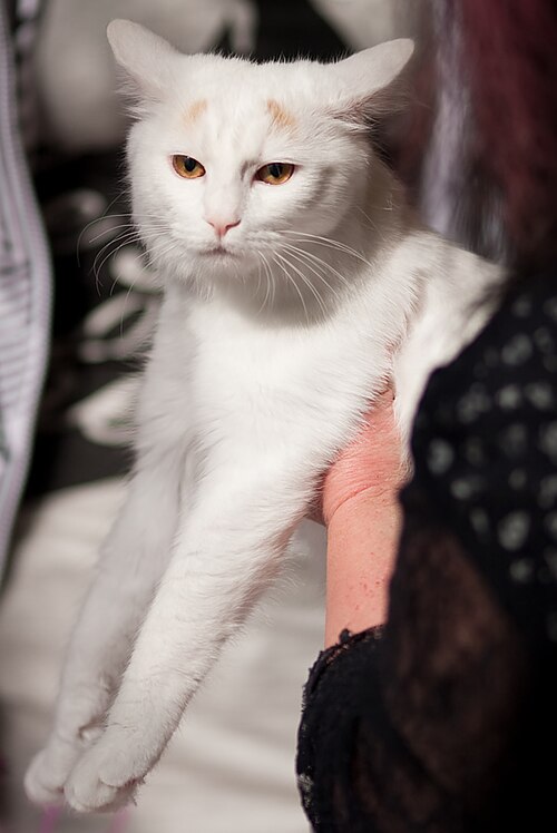 A white cat with pale orange markings being held upright.