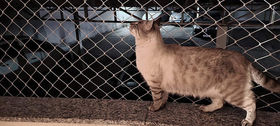 A pale tabby standing beside a mesh balcony fence in warm light.