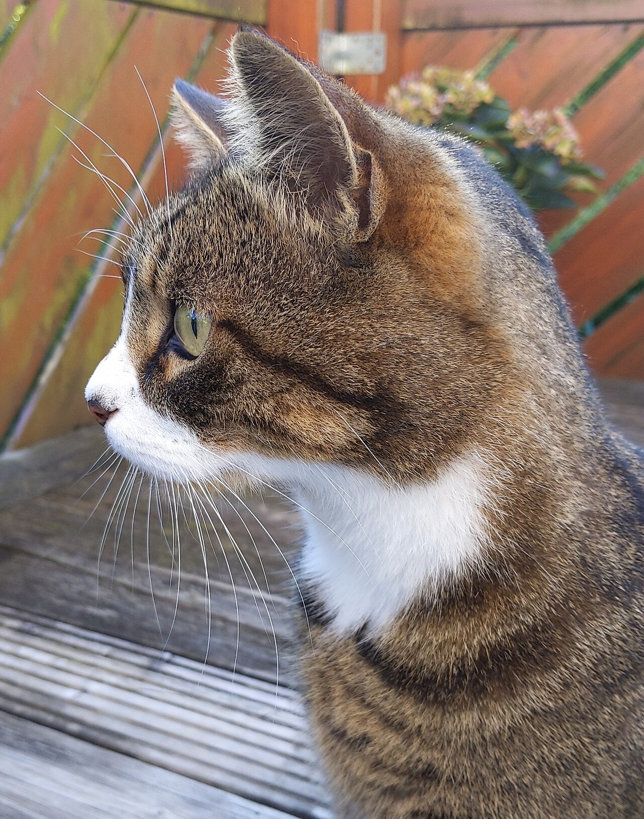 Side portrait of a brown-and-white tabby looking over a wooden railing.
