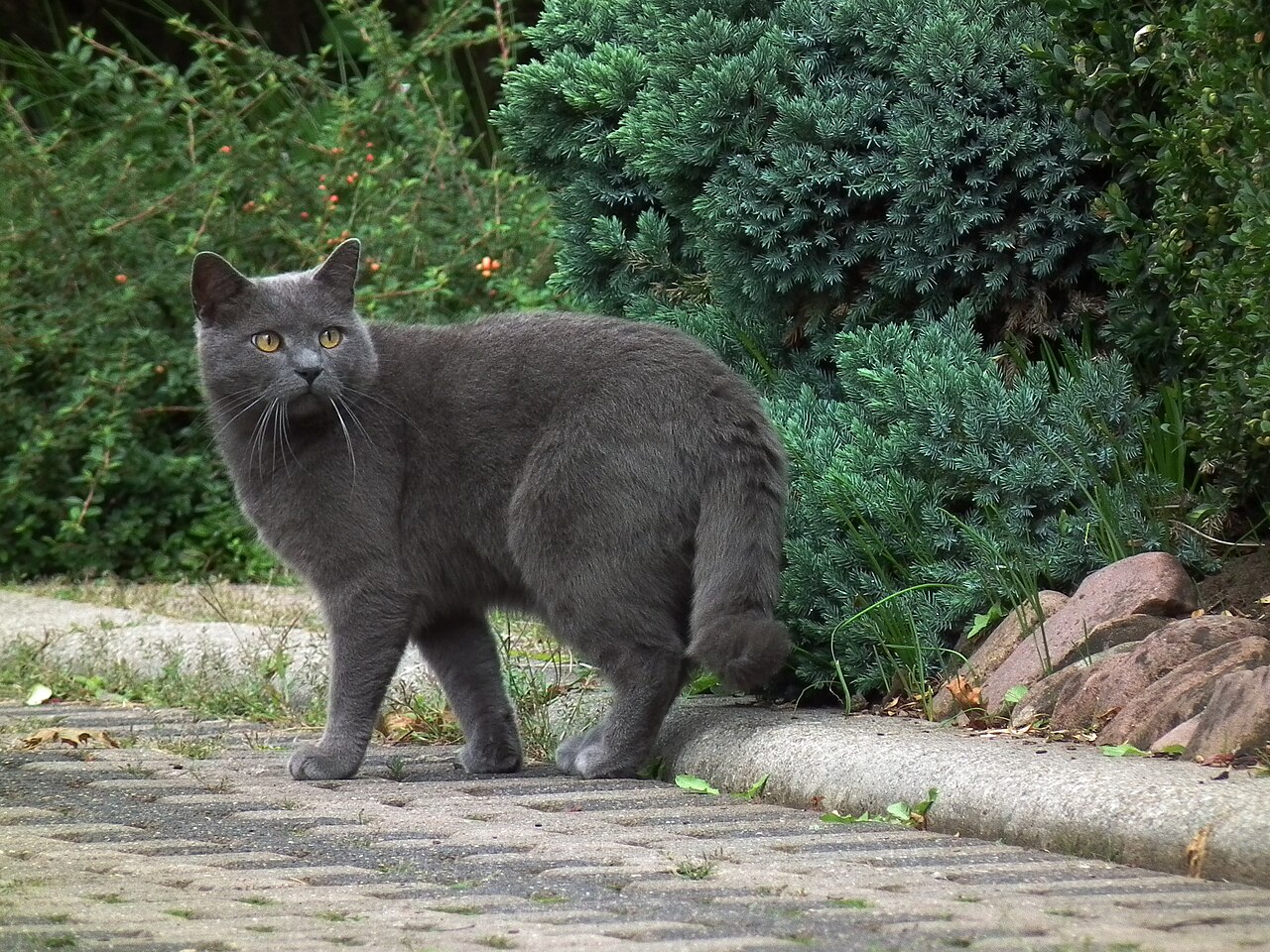 A stocky gray cat standing on a garden path in front of dense green shrubs.