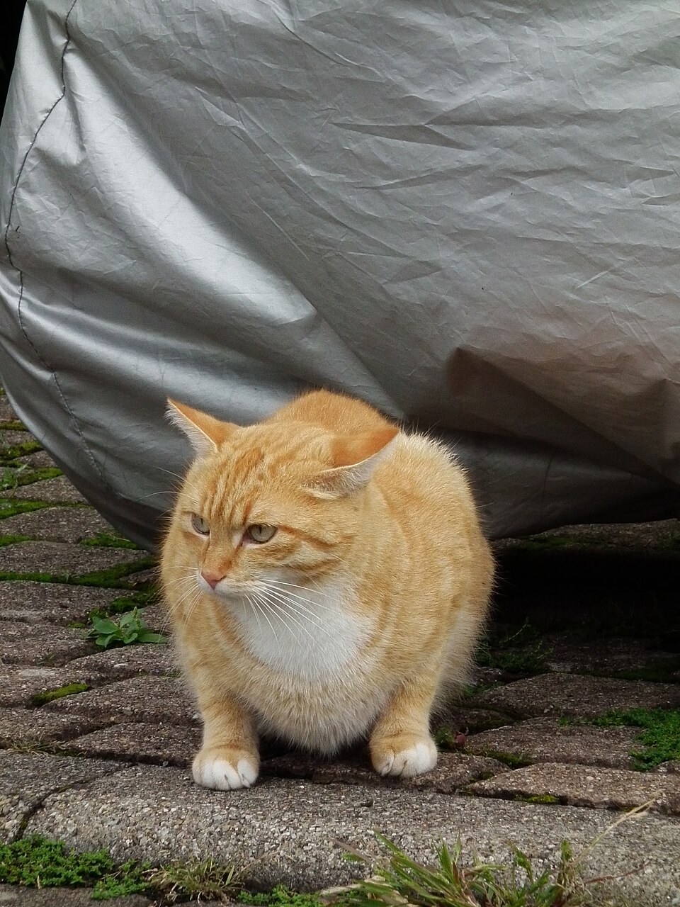An orange tabby crouching on a stone path beside a gray cover.