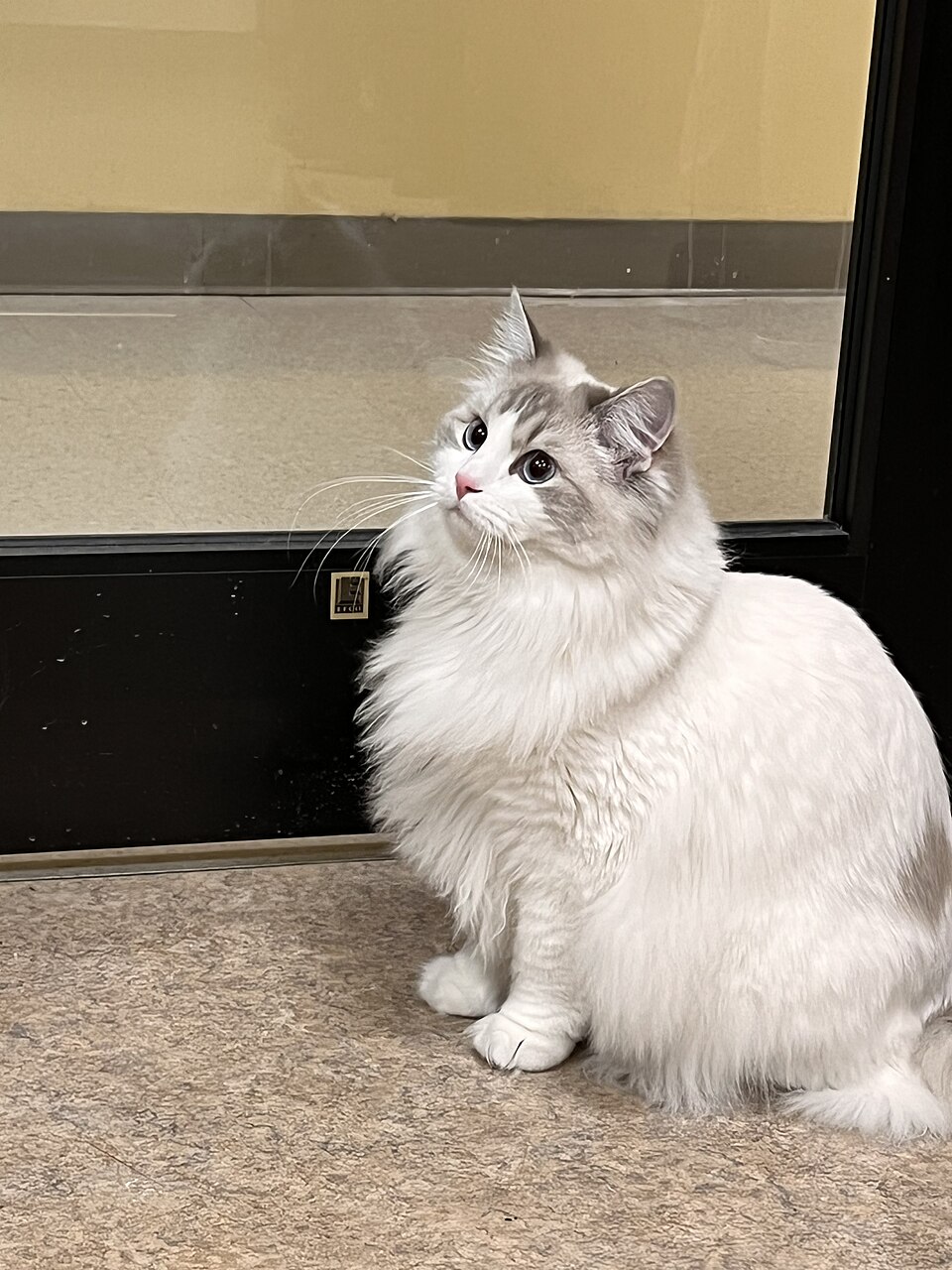 A fluffy white-and-gray cat sitting beside a dark door frame and looking up.