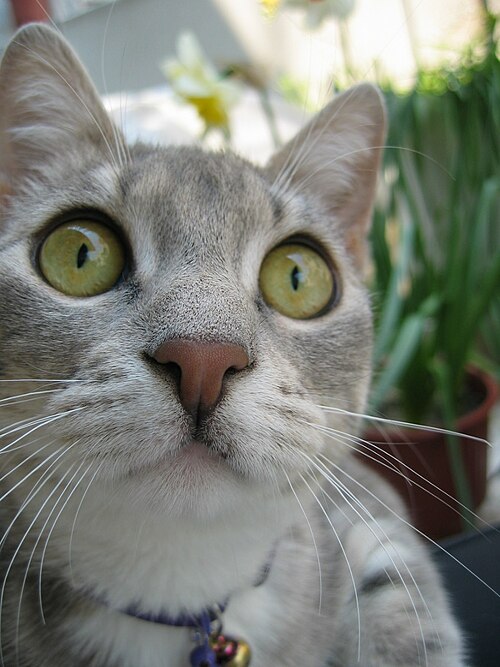 Close-up of a gray tabby with wide yellow-green eyes and a collar.