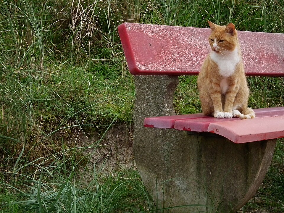 An orange-and-white cat sitting on a red outdoor bench.