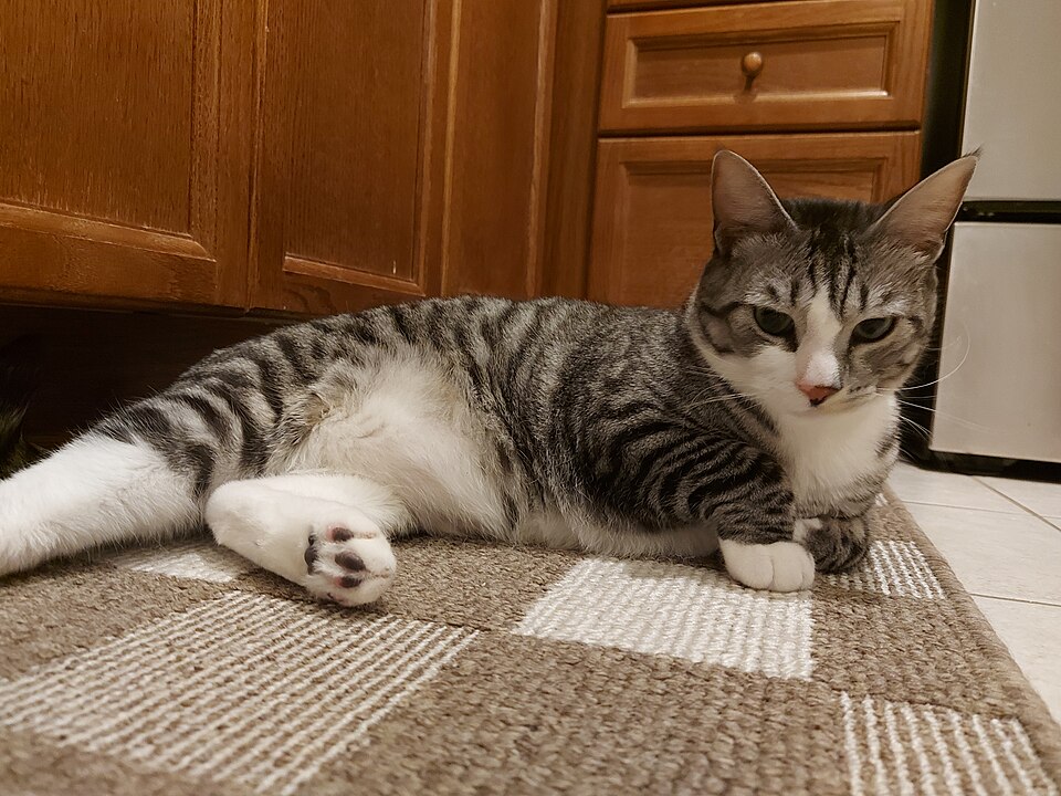 A gray-and-white tabby reclining on a rug in a kitchen.
