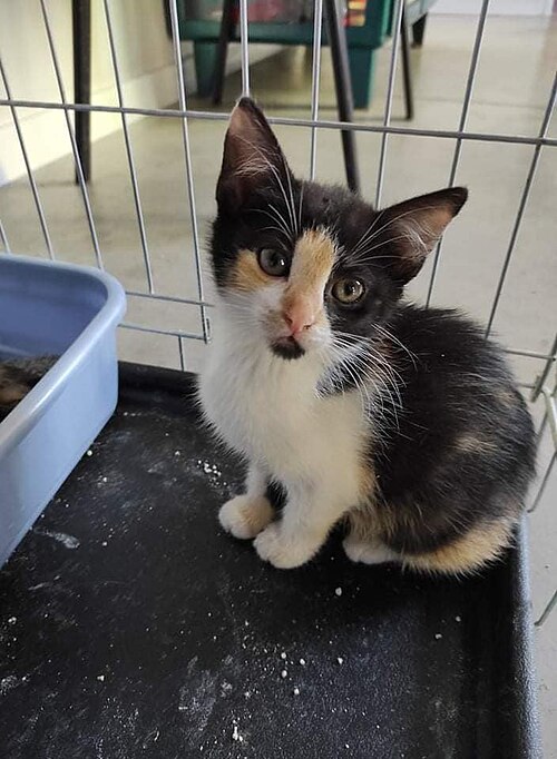 A small black-and-white kitten sitting beside a blue tray.