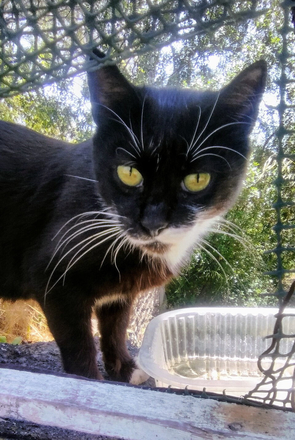 A black-and-white cat leaning toward the camera beneath leafy branches.