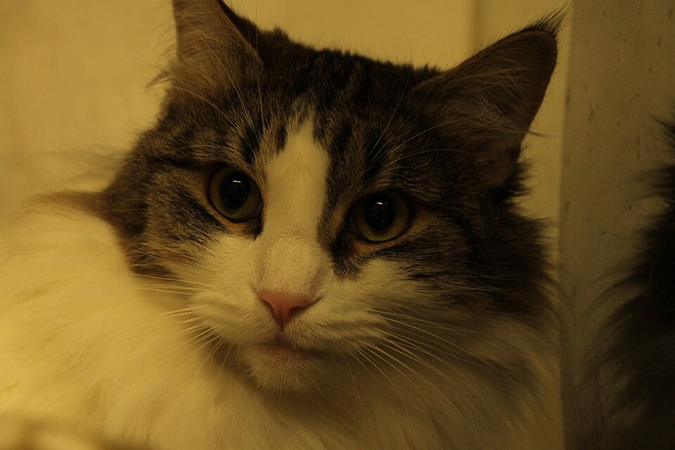 A fluffy tabby-and-white cat with green eyes resting indoors.
