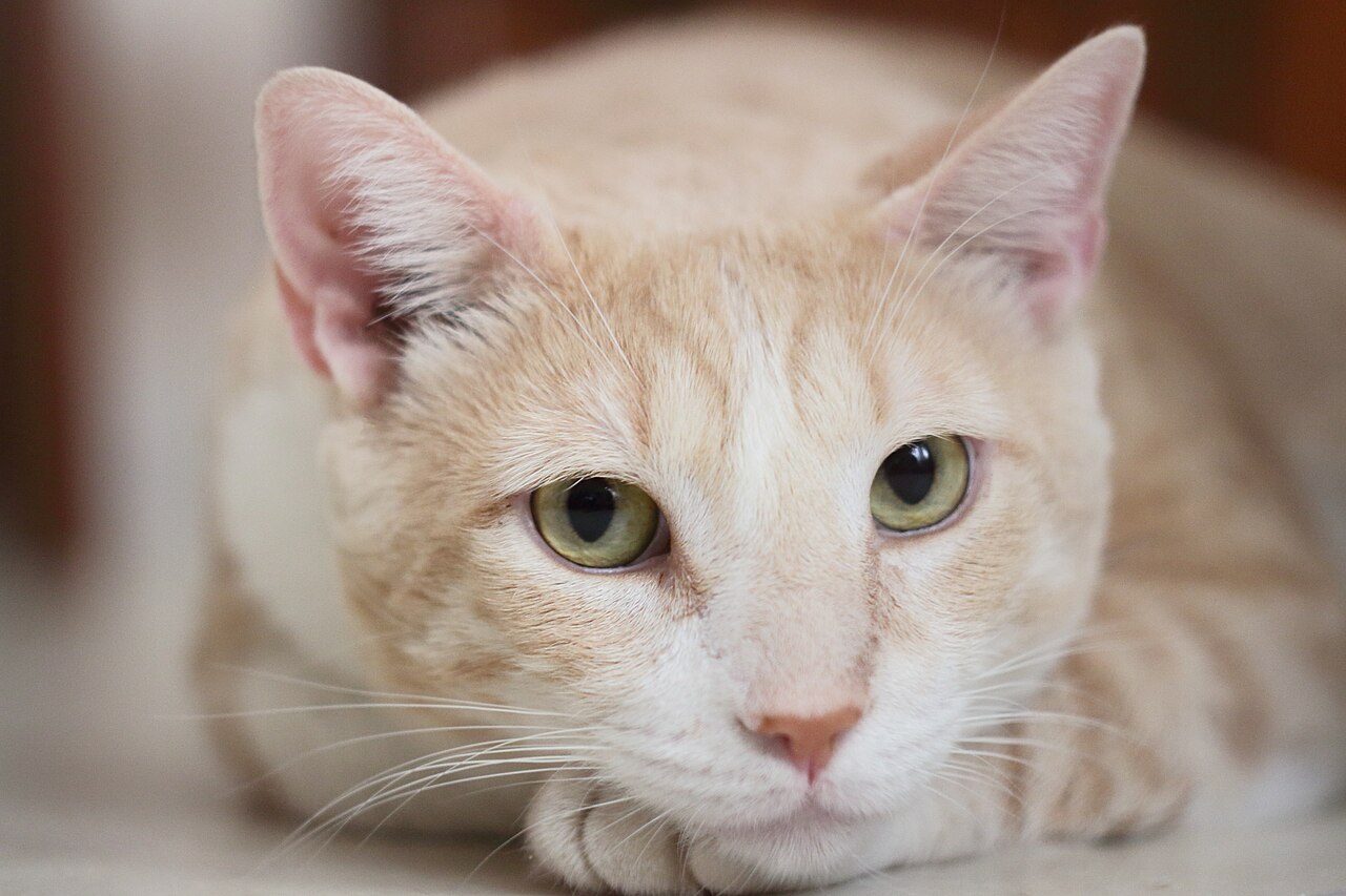 An orange-and-white cat resting its chin on its paws and looking directly at the camera.