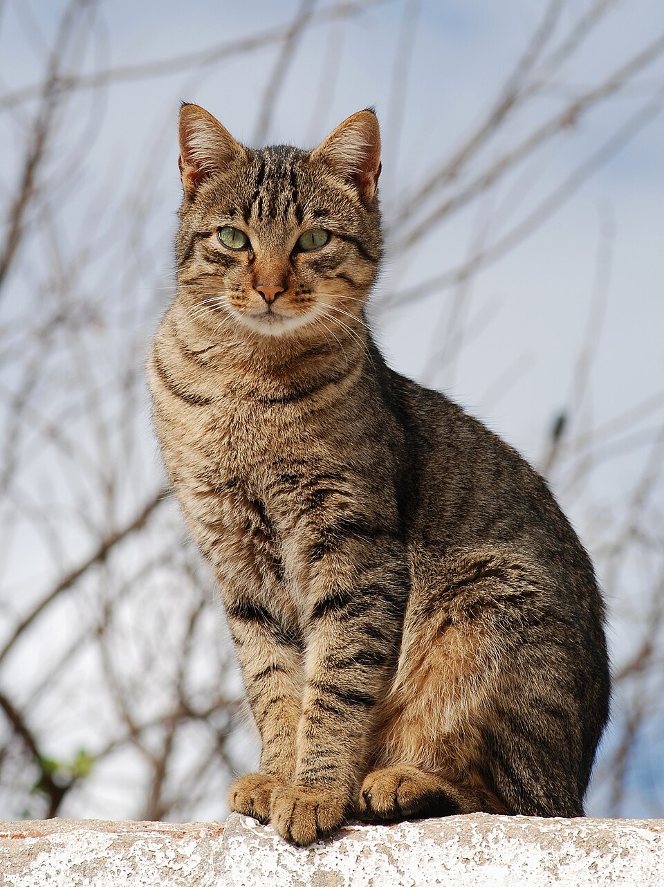 A brown tabby sitting upright outdoors in front of bare branches.