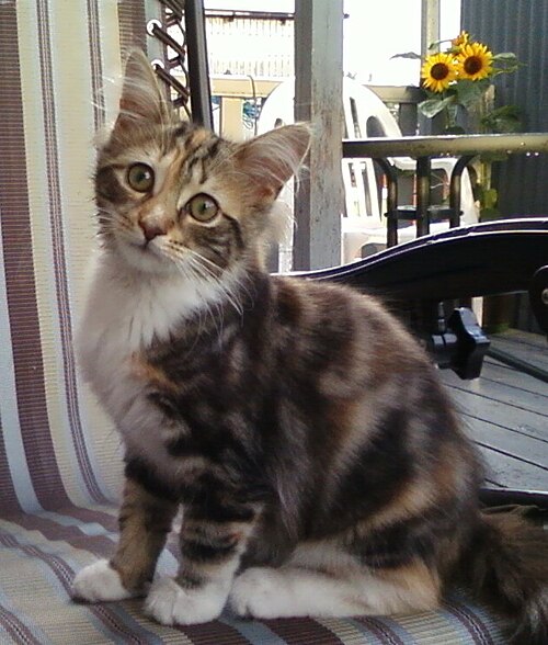 A fluffy multicolored kitten sitting on a striped patio chair.