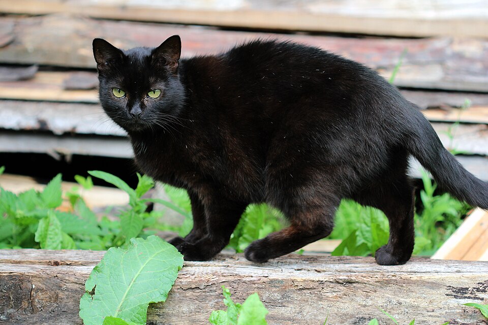 A black cat walking along stacked timber outdoors.