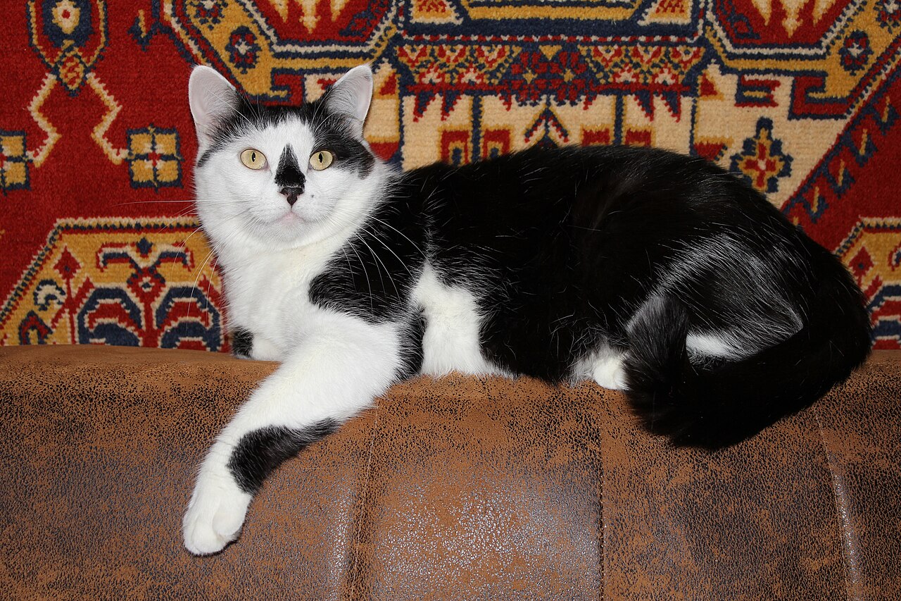 A black-and-white cat resting on a wooden floor beside a patterned rug.