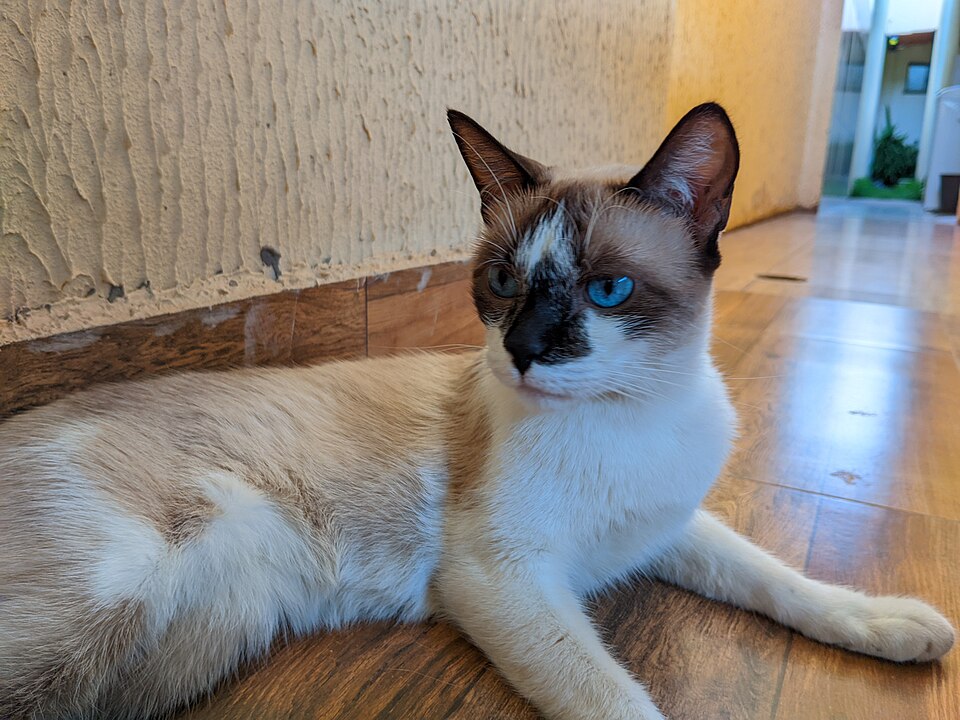 A blue-eyed seal-point-and-white cat resting on a tiled floor.