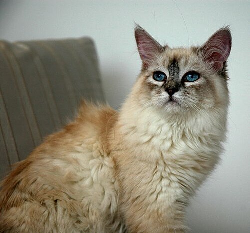 A fluffy pale cat with a striped dark face and blue eyes reclining on a sofa.