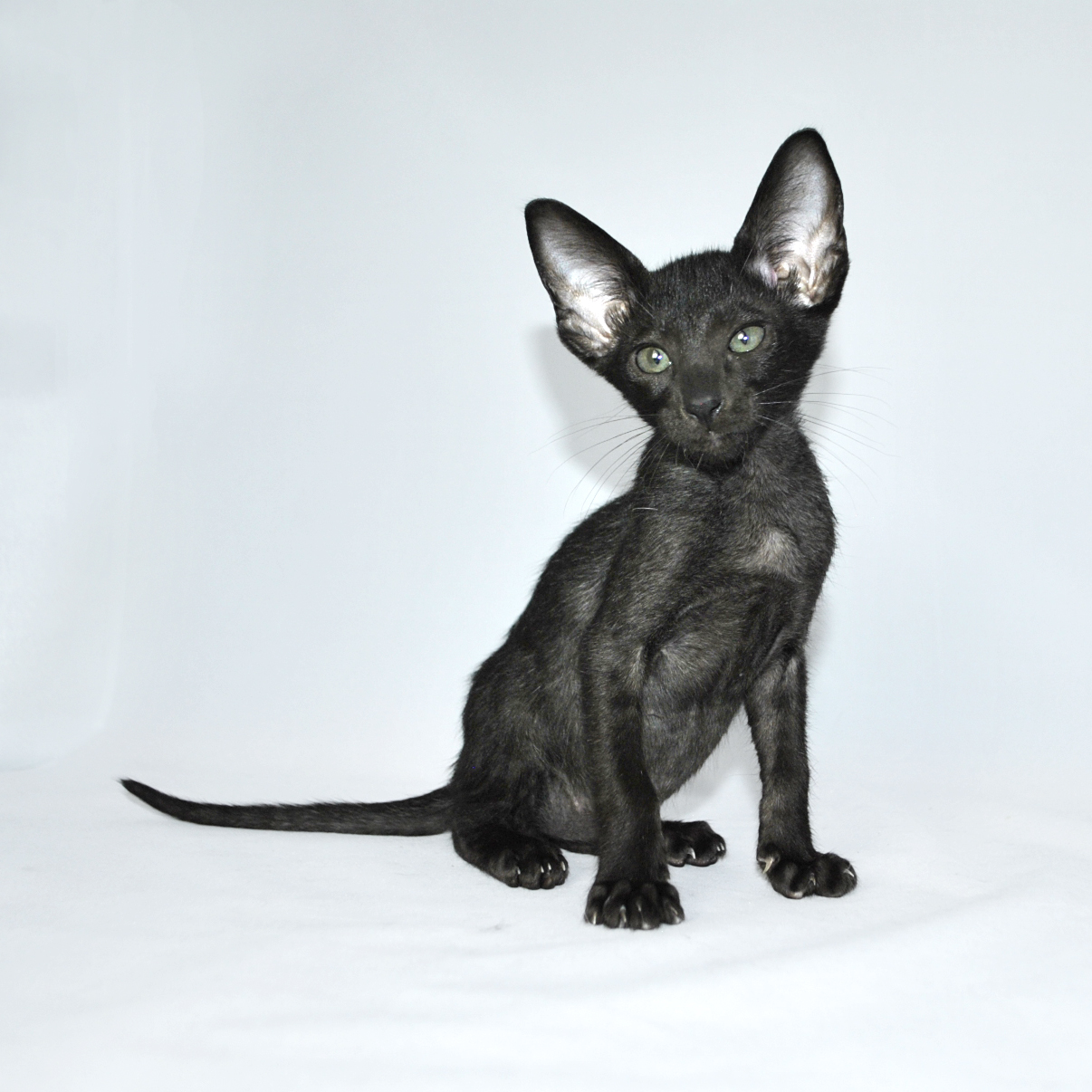 A slender black kitten with large upright ears sitting against a pale background.