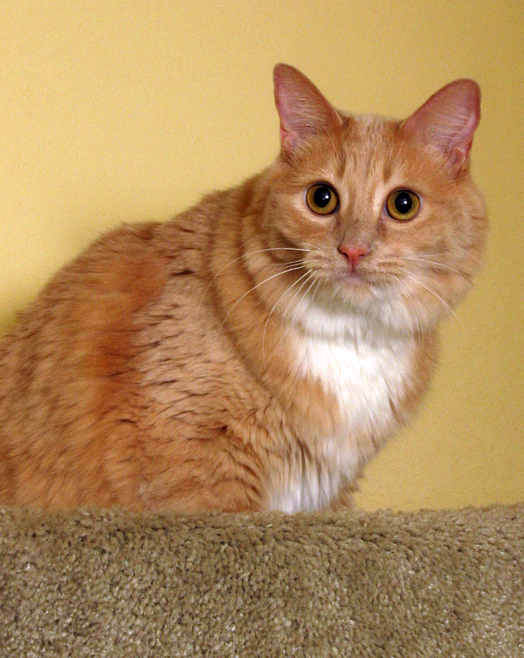 An orange tabby with a white chest perched against a yellow wall.