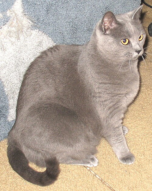 A gray cat with amber eyes sitting in profile beside a cushion.