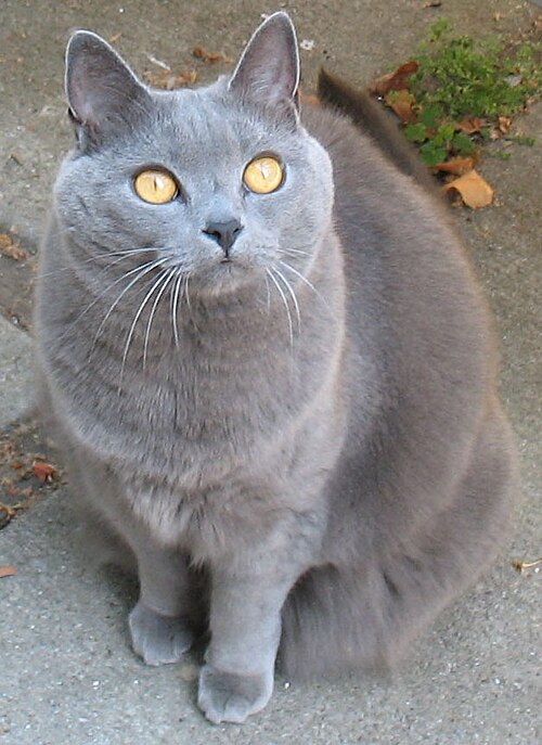 A round-faced gray cat with golden eyes sitting outdoors and looking upward.