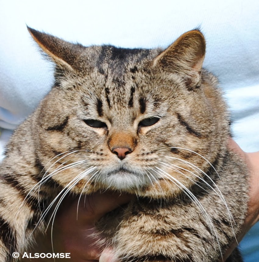 A brown spotted tabby with tufted ears and partly closed eyes.