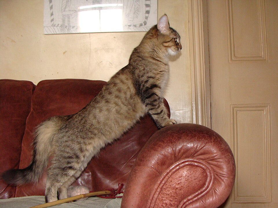 A spotted tabby sitting tall on the arm of a red leather chair.