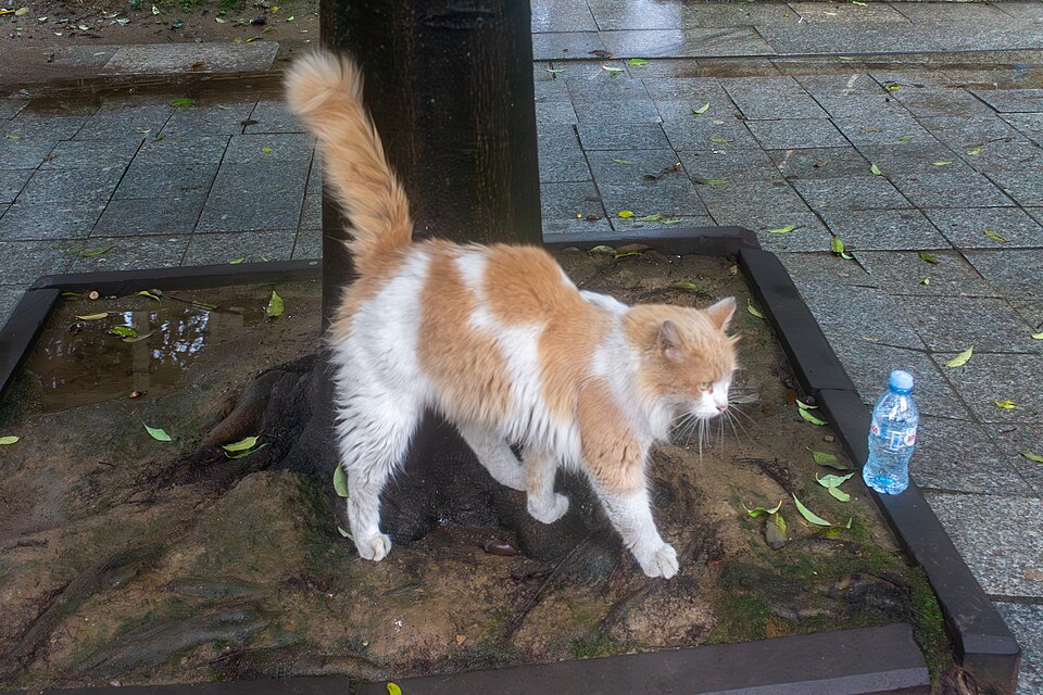 An orange-and-white cat walking beside a tree on a paved street.
