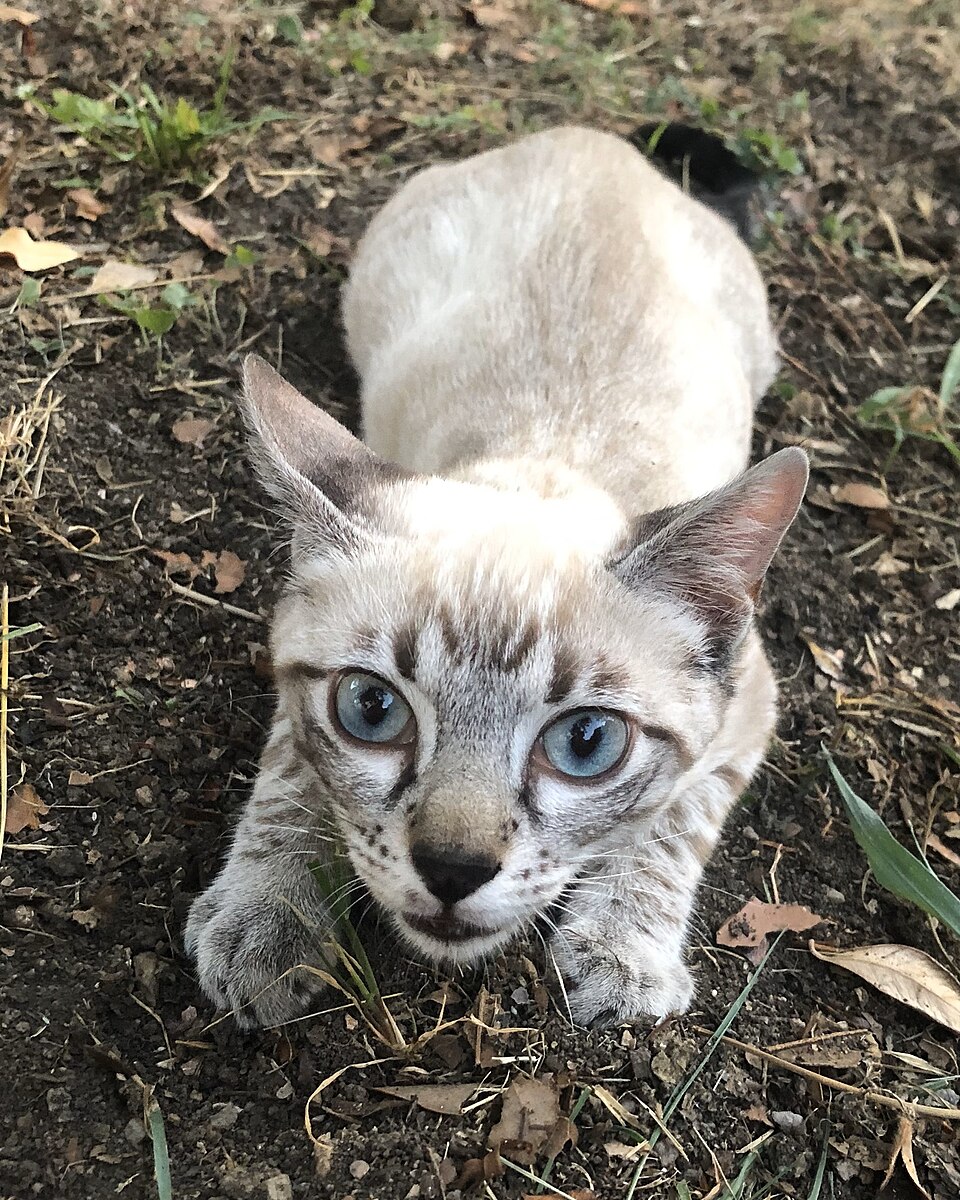 A pale striped kitten with large blue eyes crouching on the ground.