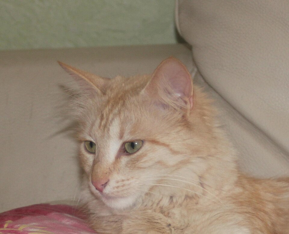 A pale ginger long-haired cat looking to the side against a cream sofa.