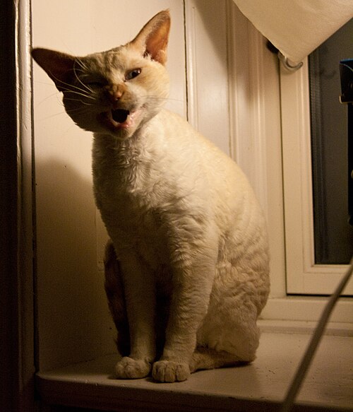 A pale curly-coated cat with large ears sitting in warm indoor light.