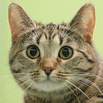 A short-haired brown tabby with bright green eyes against a pale green background.