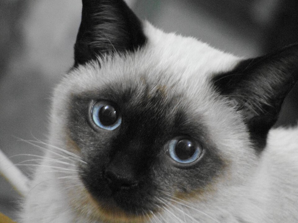 Close-up of a seal-point cat with large blue eyes looking upward.