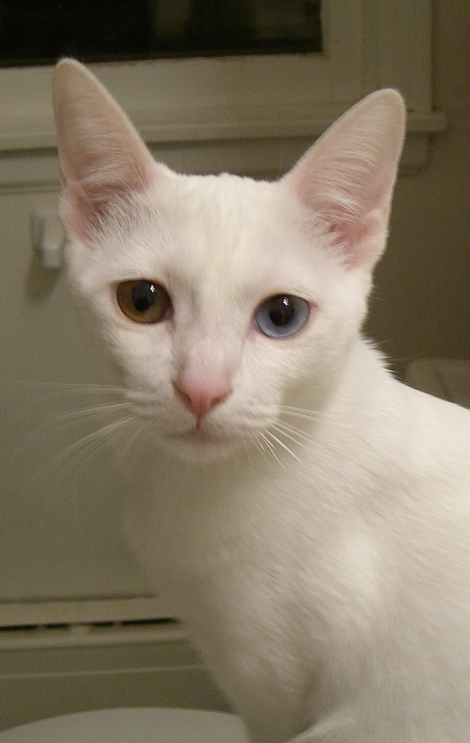 A white kitten with large pink ears sitting indoors.