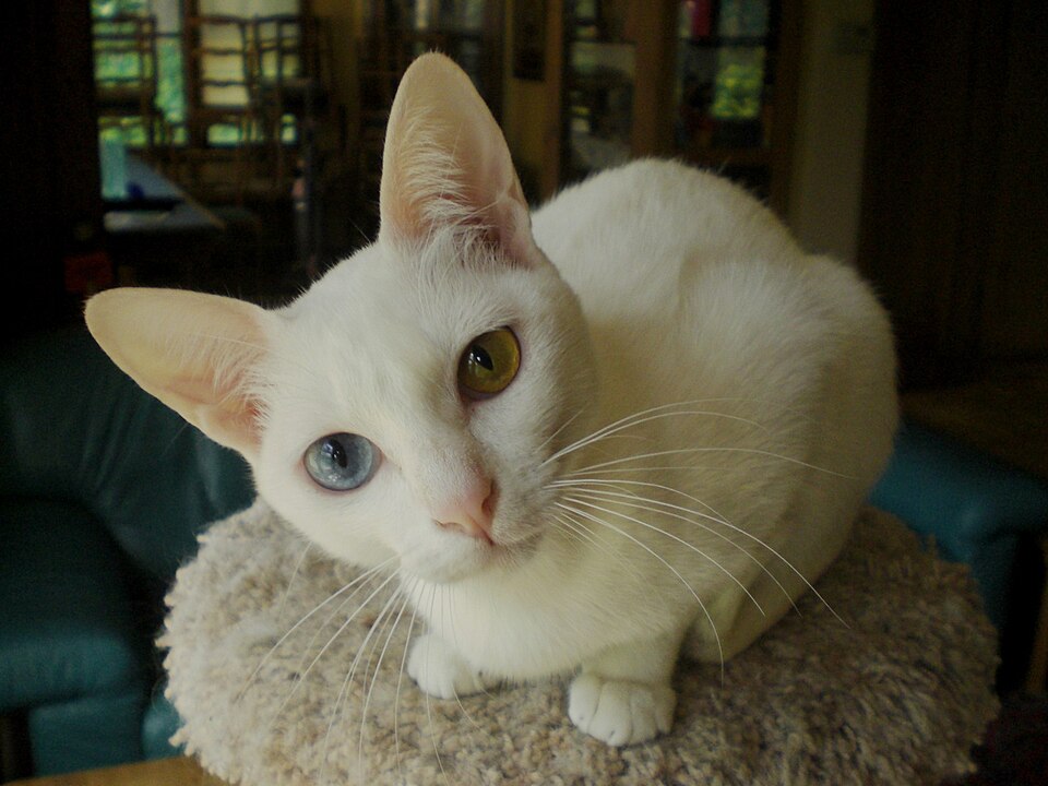 A white cat with one blue eye and one amber eye crouching on a carpeted perch.