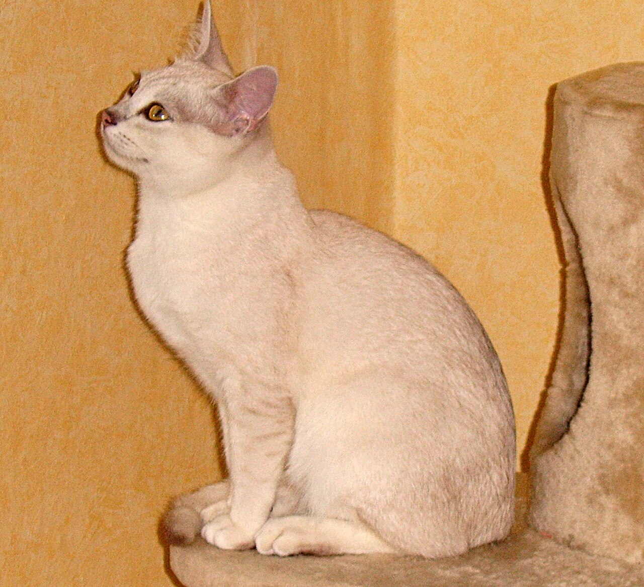 A pale silver cat sitting upright on a padded chair, looking to the left.