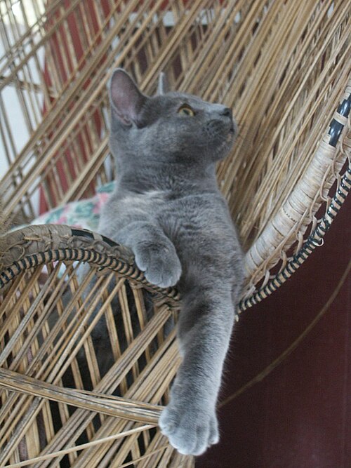 A gray kitten lounging in a wicker chair with one front leg hanging over its edge.