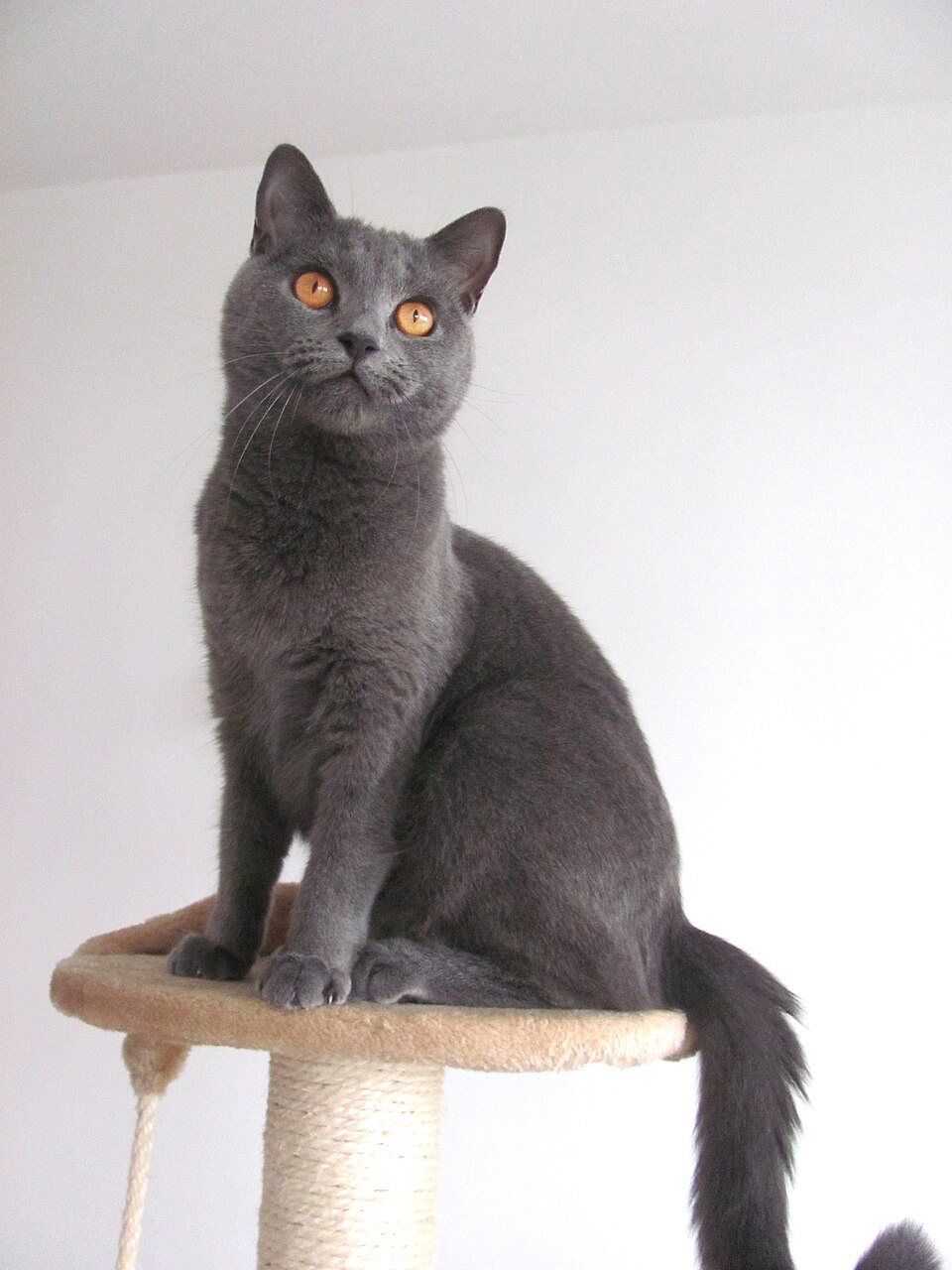 A gray cat with round amber eyes perched on a scratching post.