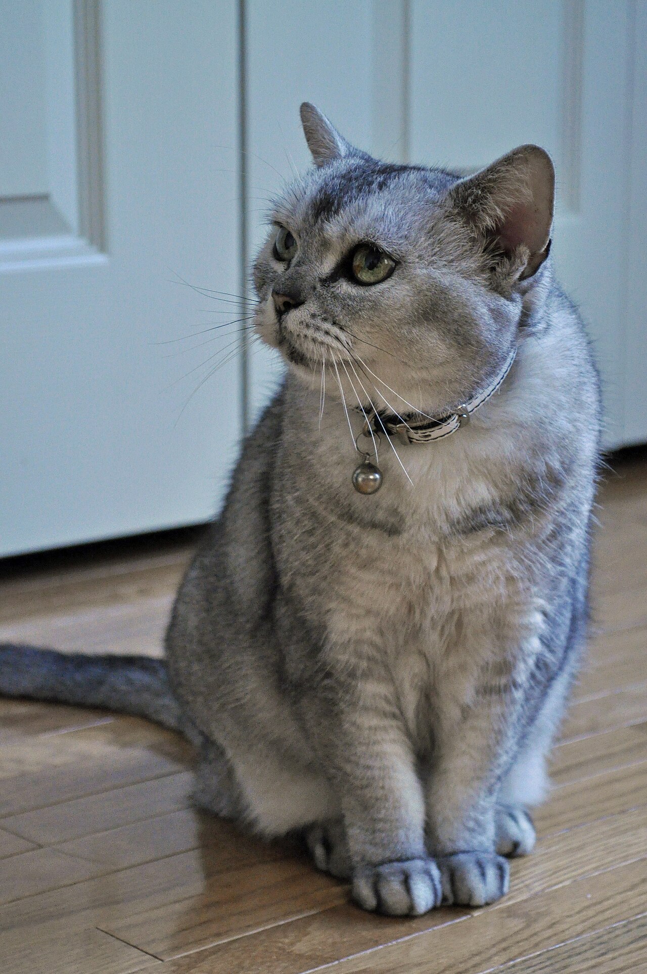 A silver-gray cat sitting on a wooden floor beside a white door.