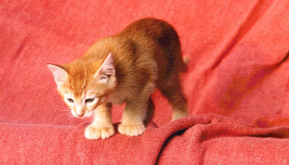 A small orange-and-white kitten standing on a red blanket.