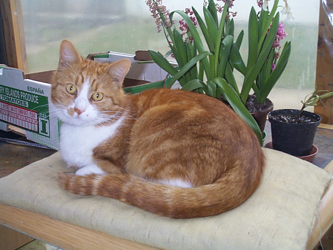 An orange-and-white cat curled up on a chair near books and flowers.