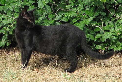 A black cat standing beside a leafy green hedge on dry grass.