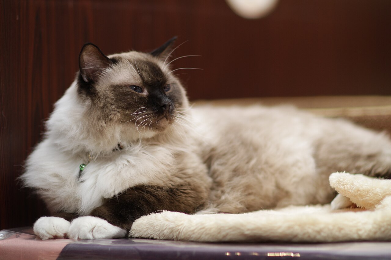 A fluffy cream-and-brown cat reclining with white front paws together.
