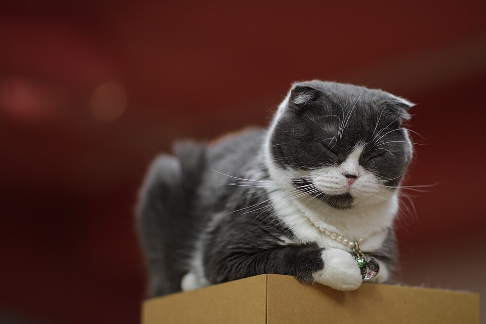 A gray-and-white folded-ear cat resting on a wooden ledge.