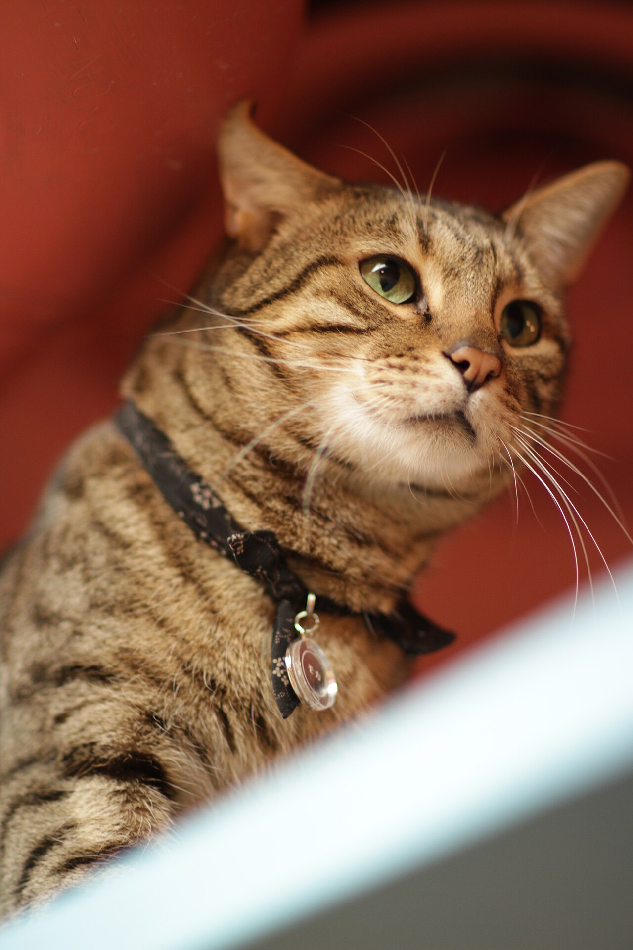 A brown spotted cat wearing a collar and looking upward from behind a ledge.