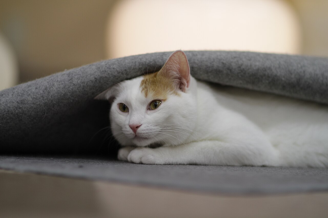 A white cat with ginger ears peeking out from beneath a gray blanket.