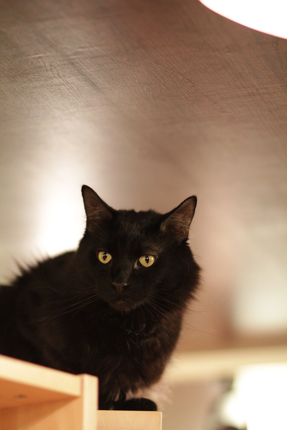 A fluffy black cat with gold eyes perched above a wooden shelf.