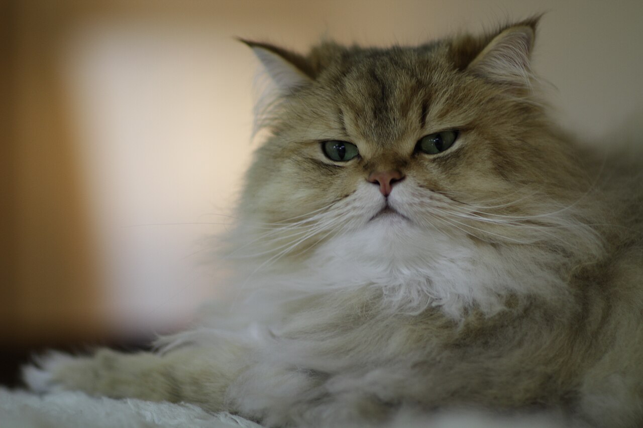 A very fluffy brown-and-cream cat with a flat face and long white whiskers.