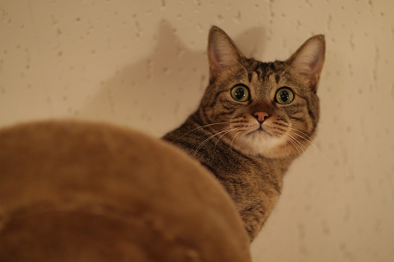 A brown tabby peeking over a rounded perch, looking toward the camera.